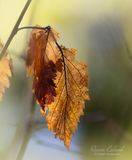 <br>Racine Erland<br>Feburary 2025<br>Winter Leaves