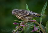 Racine Erland<br>June 2025<br>Pine Siskin