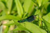 Blåbandad jungfruslände<br/>Banded Demoiselle<br/>Calopteryx splendens