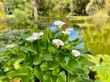 IMG_2977.jpeg