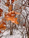IMG_3228.jpeg