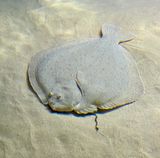 IMG_5239.jpeg