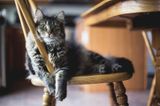 Three Ways to Create the Perfect Cat Bed