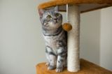 Pros and Cons of a Cat Scratching Post