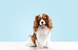 Puppy Nutrition: Puppy Milk for a Healthy Pet