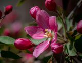 20250510_Floweer_0109.jpg