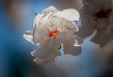 20250510_Floweer_0210.jpg