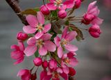 20250511_Flower_0321.jpg