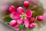 20250511_Flower_0351.jpg