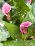 IMG_1115.jpeg