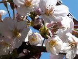 Cherry Blossoms 2013