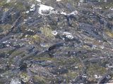 DSC04041.JPG
