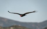 Turkey Vulture Los Osos - California