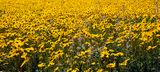 Wildflowers - Carrizo Plains - California