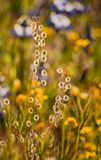 Wildflower