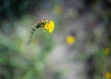 Fiddleneck