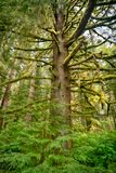 Oregon Coastal Forest