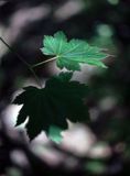 Maple