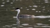 Western Grebe - Santa Margarita Lake - California