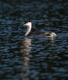 Clarks Grebe  - Santa Margarita Lake - Californiaestern
