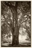 Oak - Santa Margarita Lake - California