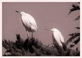 Egrets - Los Osos - California
