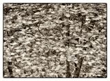 Walnut Leaves