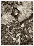 Old Birch Trunk