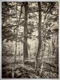 North Woodland