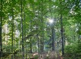 Woods