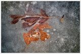 ice and Leaves