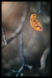backlit Leaf