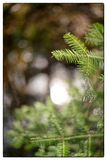 Spruce