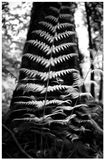 Woodland Fern