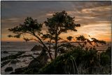 Sunset Tree - Crescent City - Oregon 