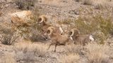 The Big Horn Sheep leaving the park.