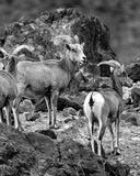 Big Horn Sheep climbing the mountain