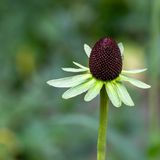 I think this is a cone flower.