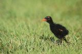 Gallinule poule deau -- Common Moorhen