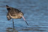 Barge marbre -- Marbled Godwit