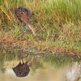 Courlan brun -- Limpkin