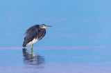 Aigrette tricolore -- Tricolored Heron