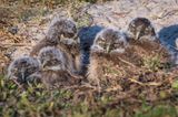 Chevche des terriers -- Burrowing Owl