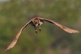 Bihoreau gris, juvnile -- Black-crowned Night Heron, juvenile