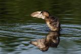 Grbe  bec bigarr  -- Pied-billed Grebe