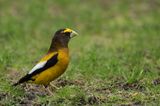 Gros-bec errant -- Evening Grosbeak