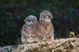 Chevche des terriers -- Burrowing Owl