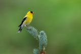 Chardonneret Jaune -- American Goldfinch