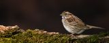 Bruant  gorge blanche -- White-Throated Sparrow