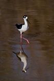 chasse dAmrique -- Black-Necked Stilt